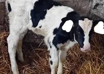 2jalowki od krow mlecznych