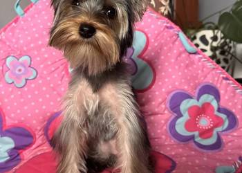 Suczką Yorkshire Terrier