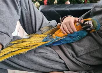 Ara Ararauna samiczka / klatka