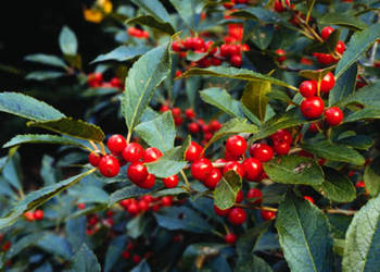OSTROKRZEW OKÓŁKOWY Ilex verticillata - NASIONA 1200 sztuk - 10g.