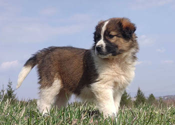 Border Collie maści Sabble / Sobol , Pies z pełną dok.
