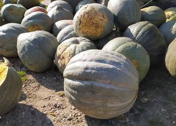 Pestki dyni pastewnej