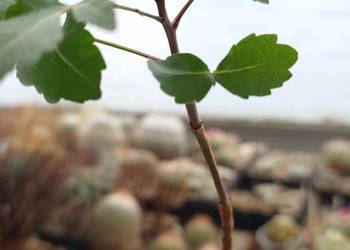 Bursera fagaroides kaudeks sukulent z kolekcji