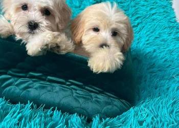 Odchowany chłopiec Maltipoo Maltańczyk x Pudel Toy METRYKA WYPRAWKA