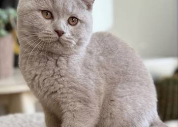 brytyjski kocurek o rzadkim kolorze futerka płowy