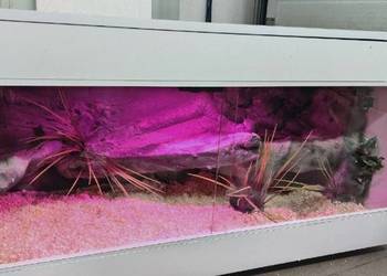 Terrarium specjalistyczne dla żółwia greckiego gekona lamparciego