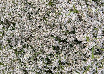 statica zatrwian tatarski 2025