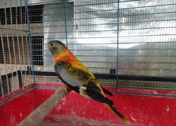 Łąkowka Wspaniała