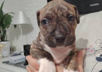 Piękny amstaff