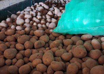 Ziemnaki Soraja Ziemnaki Soraja