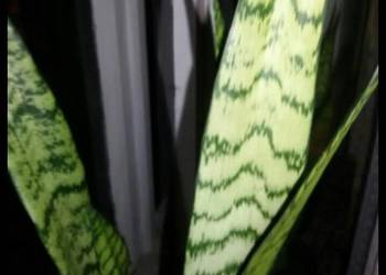 Sansevieria