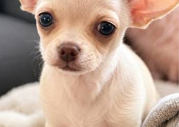 Dziewczynka krótkowłosa Chihuahua Lenka