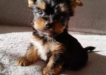 Yorkishe terrier piesek samiec