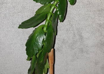 Kalanchoe, roślina często kwitnąca, nie znam koloru