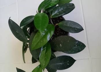 Hoya carnosa hoja różowa 6 pędów w doniczce ładna sadzonka