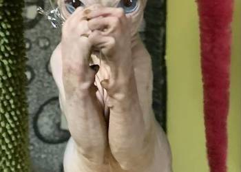 Sfinks Kanadyjski. Do odbioru koteczką. Rodowód.