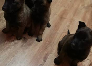 Owczarek belgijski Malinois