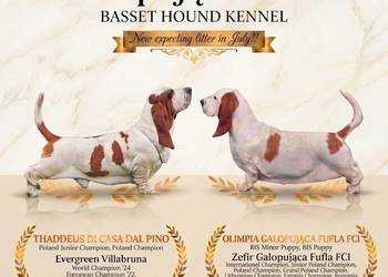 Basset hound szczenięta z renomowanej hodowli FCI, po championach.