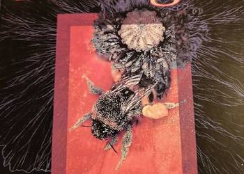 Książka Biologia Solomon Berg Martin Villee