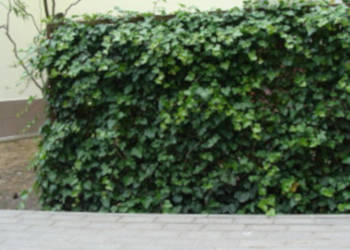 BLUSZCZ ZIMOZIELONY Hedera helix - NASIONA 500 sztuk - 10g.