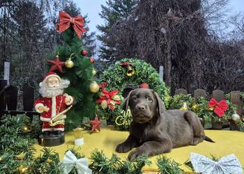 Labrador Retriever czekoladowe szczenięta
