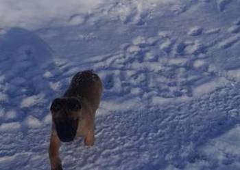 Owczarek belgijski Malinois