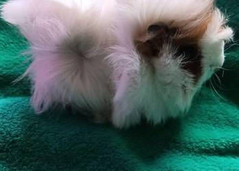 Samica świnki morskiej 3 miesięczna