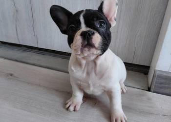 Buldog francuski - suczka