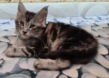 Kotki  MAINE-COON