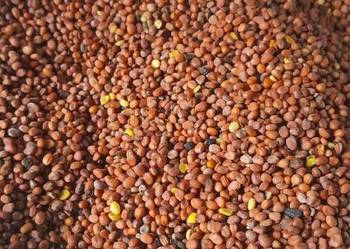 Rzodkiew oleista do siewu