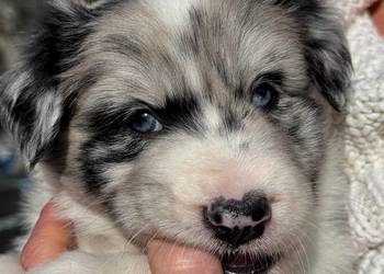 Border collie blue merle niebieskie oczy rodowód Border collie blue merle niebieskie oczy rodowód