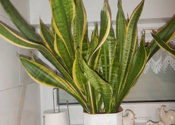 SANSEVIERIA Kirkii sansevieria wysokość ok. 60 cm