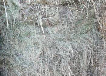 Siano rolki bele 120x120