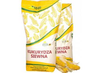 Materiał siewny kukurydza MHR Vamos FAO 250 na kiszonkę Promocja