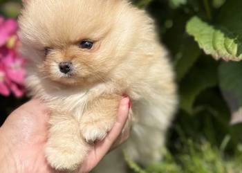 Szpic miniaturowy Pomeranian 700g Boo