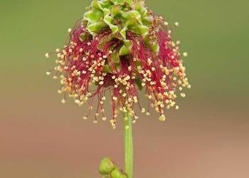 ZAMÓW JUŻ DZIŚ Z CENĄ ZIMOWĄ
WYSYŁKA PO 15 MARCA!
? Krwiściąg mniejszy ?