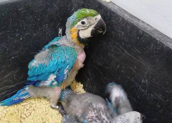 Sprzedam Aleksandretty, świergotki i inne ptaki