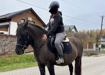 Wałach huculski 8 lat