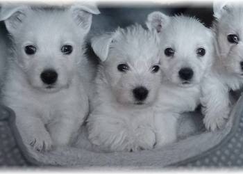 West Highland White Terrier | DNA CMO-0, westie 2025 ZKwP FCI