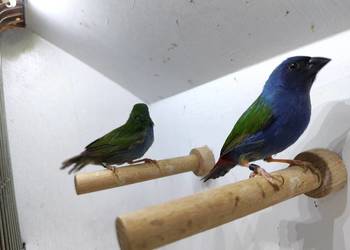 Papuzik błękitny Forbesa para.Astryld Astryldy