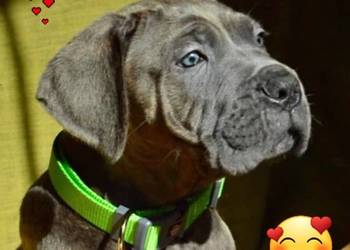 Cane Corso Ksin Fargo Fci