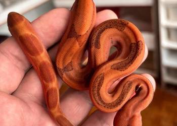 Boa imperator hypo blood jungle het Red dragon