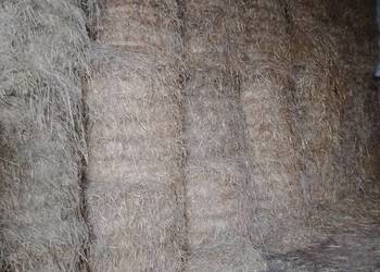 Sprzedam słomę, siano suche ze stodoły, owies