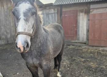 Młoda klacz rasy zimnokrwistej