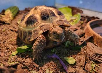 Żółw Lądowy Stepowy - Sklep Zoologiczny