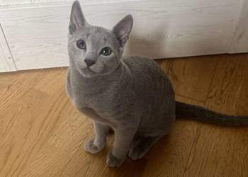 Koty rosyjskie niebieskie