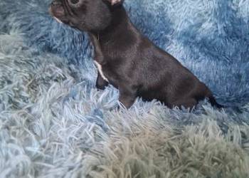 Chihuahua czarny piesek