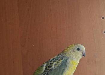 Świergotka samiczka