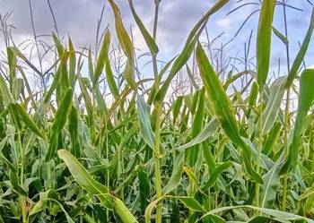 Kukurydza na pniu Kukurydza na pniu