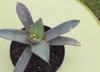 Niewielka agawa - Agave titanota Oteroi (FO-076) - sadzonka